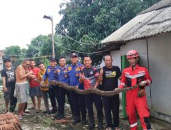 Ular Sanca Sepanjang 4 Meter Hebohkan Warga Warung Bambu.