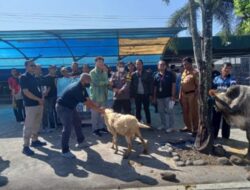 Sambut Hari Raya Qurban 1444 H, PT TKG Taekwang Indonesia Salurkan Hewan Kurban Untuk Tiga Desa Di Subang