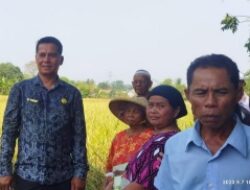 Acara Panen Padi Nutrizing Program CSR PT Penjamin Insfratruktur Indonesia Karawang Resmi Di Tutup