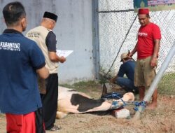 Di Hari Raya Idul Adha 1445 H, Lapas Karawang Sembelih 3 Ekor Sapi, Christo : Bentuk Berbagi Dengan Sesama